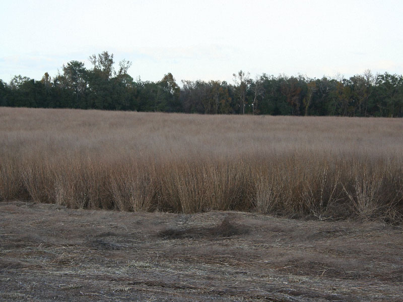 bareroot-switchgrass