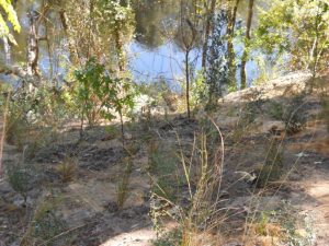 Suwanee River Bank Stabilization