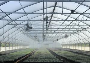 Inside greenhouse with misters