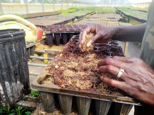 Planting seeds in trays inside greenhouse